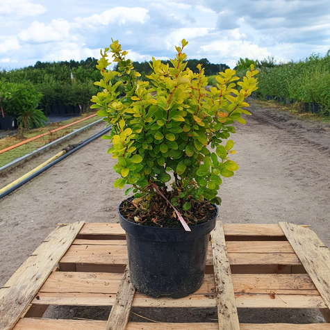 Berberys Thunberga Neon Gold (C2)