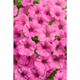 Surfinia Supertunia Mini Vista Hot Pink samoczyszcząca
