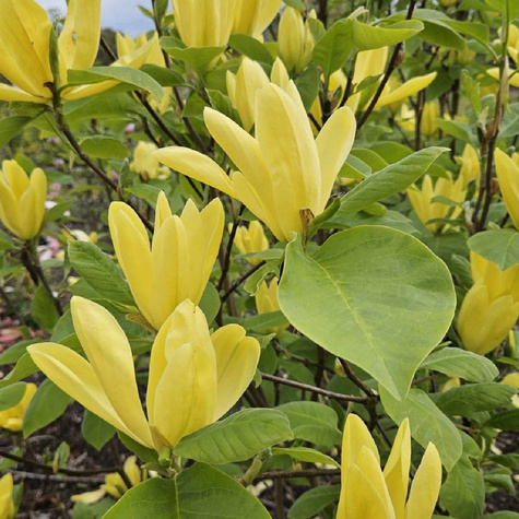 Magnolia Golden Dream 