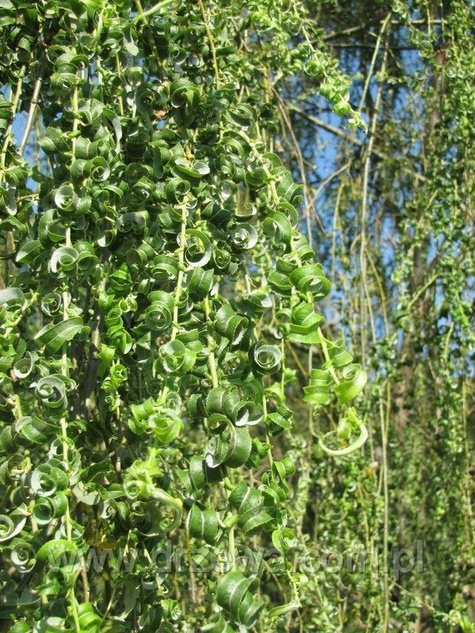 Wierzba babilońska Crispa (C2)