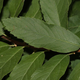 Tawuła Douglasa (C2)