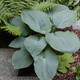 Funkia Hosta Siebolda Elegans (C2)