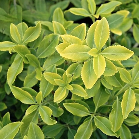 Trzmielina Fortune'a Sheridan Gold (P9)