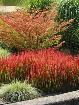 Imperata cylindryczna Red Baron Szarłatna