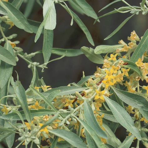 Oliwnik wąskolistny Plant Pack