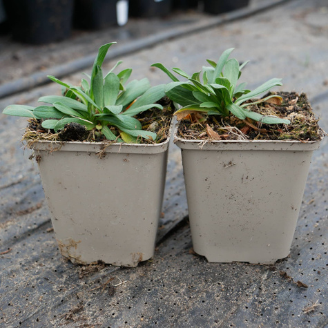 Aster wrzosolistny Snow Flurry biały płożący (C2)