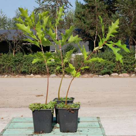 Dąb błotny Najszybciej rosnący (P9)