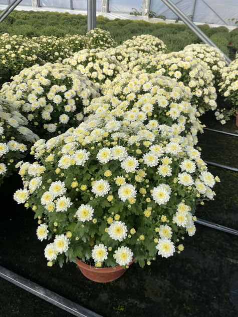 Chryzantema drobnokwiatowa Jasoda biała sadzonki w doniczce P11