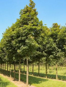 Klon pospolity Klon zwyczajny (C2)