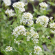 Ostrogowiec czerwony Albus (C2)