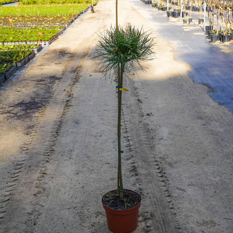 Sosna czarna Black Prince szczepiona na pniu Pa60cm