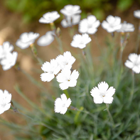Goździk kropkowany Albus