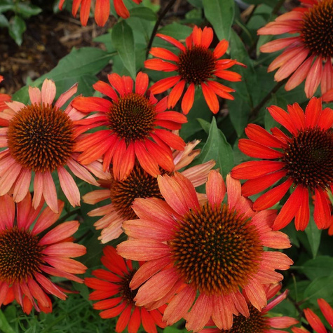 Jeżówka purpurowa Postman (C2)