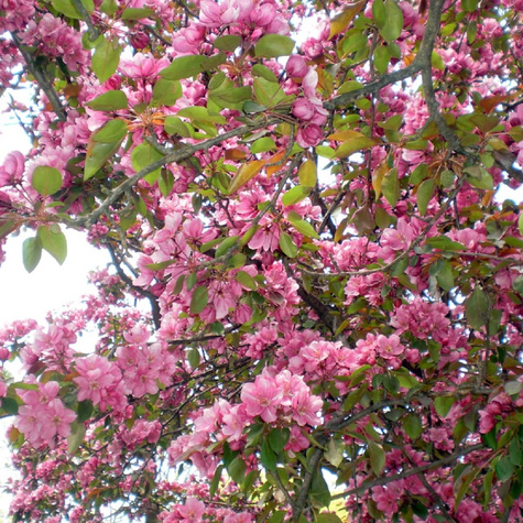 Jabłoń ozdobna rajska Ola obw. 6-8cm