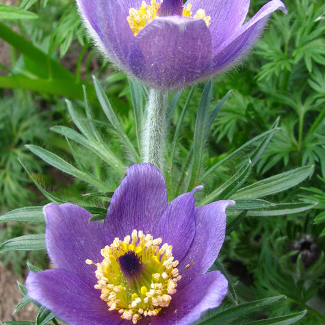 Sasanka zwyczajna Violet Blue (C2)