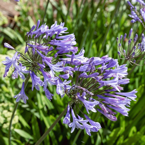 Agapant afrykański His Majesty (C2)