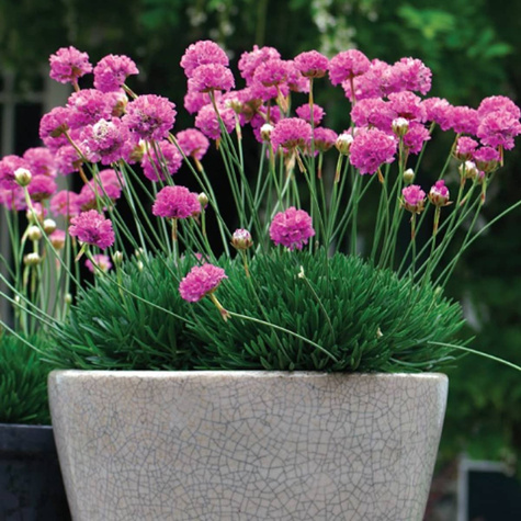 Zawciąg nadmorski Abbey Deep Rose (C2)