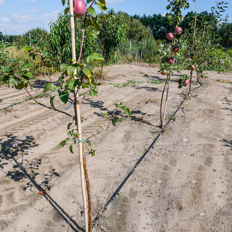 Jabłoń Red Lobo Plant Pack
