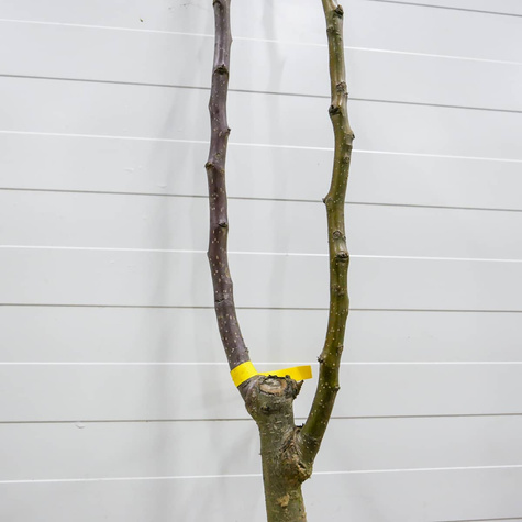 Duo Śliwa Węgierka Wczesna + Early Orange Plant Pack