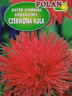 Aster igiełkowy czerwona kula 1g Polan