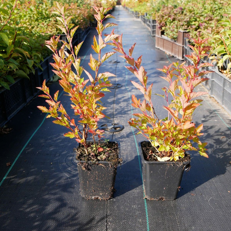 Pęcherznica kalinolistna Raspberry Lemonade (P9)