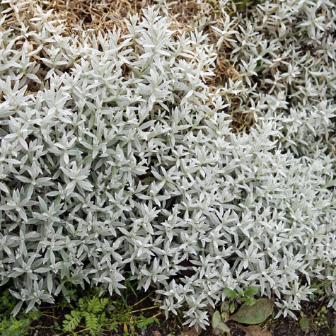 Rogownica kutnerowata
