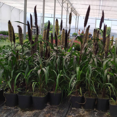 Rozplenica Perłowa Purple Baron (C2)