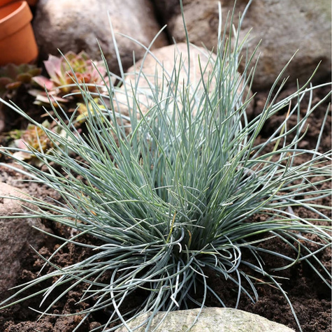 Kostrzewa popielata sina Eisvogel (P9)