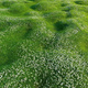Karmnik ościsty Green (C2)