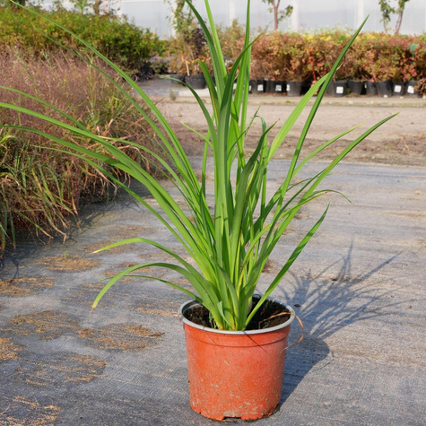 Liliowiec ogrodowy Frans Hals (C2)