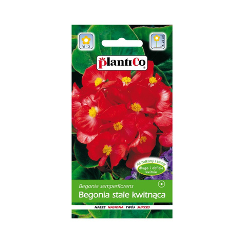 Begonia stale kwitnąca czerwona, zielonolistna 0,1g