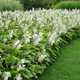 Funkia Hosta Royal Standard (P9)