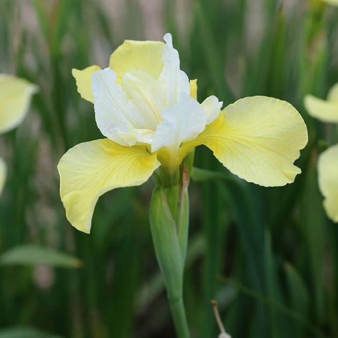 Kosaciec syberyjski Irys Butter and Sugar (C2)