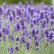Lawenda wąskolistna Vienco Purple (C2)