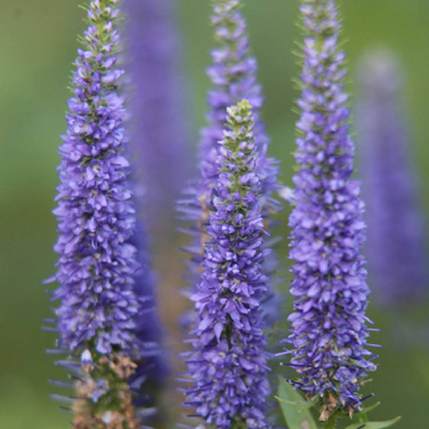 Przetacznik kłosowy Nana Blauteppich (C2)