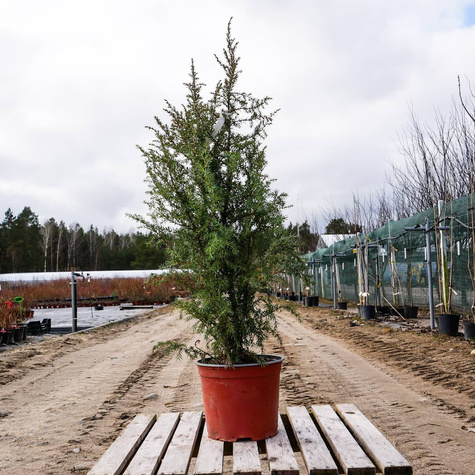 Jałowiec pospolity Hibernica kolumna (P9)