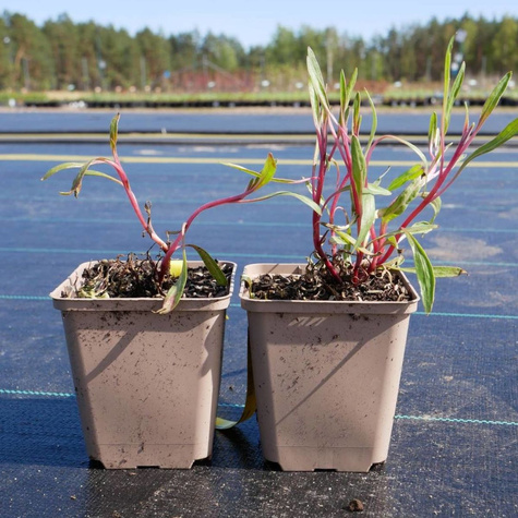 Wiesiołek ozdobny missouryjski Oenothera macrocarpa (C2)