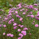 Aster nowobelgijski Patricia Ballard (C2)