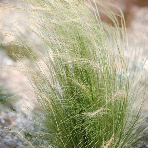 Ostnica cieniutka Pony Tail nasiona 0,1g