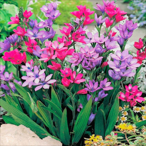 Babiana Ogrodowa mieszanka