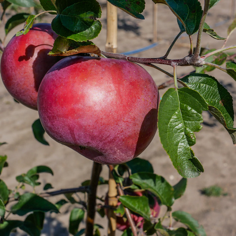 Jabłoń Fantazja Plant Pack