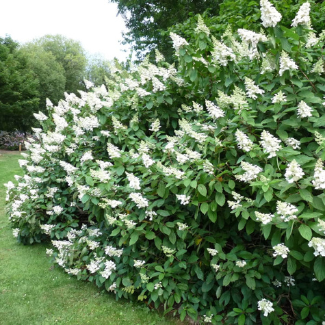 Hortensja bukietowa Tardiva (C2)