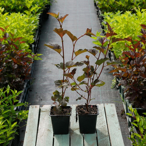 Pęcherznica kalinolistna Zdechovice (P9)