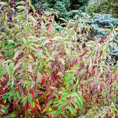 Dereń biały 'Red Gnome' (C2)