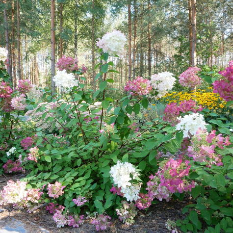 Hortensja bukietowa Early Sensation (C2)