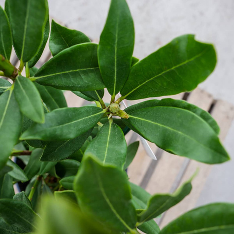 Rododendron Różanecznik Nowa Zembla czerwony (C2)