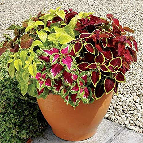Koleus Coleus Pokrzywka Mix kolorów