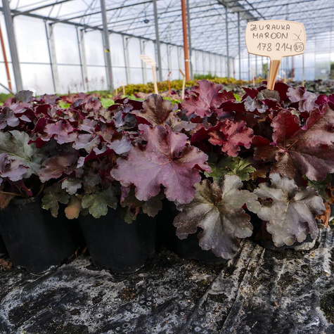 Żurawka ogrodowa Maroon (C2)