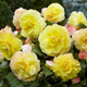 Begonia bulwiasta Superba żółta