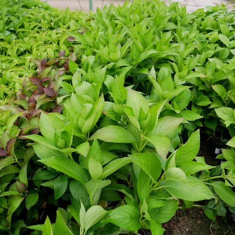 Hortensja ogrodowa Mariesii Perfecta (C2)